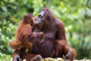 Orang-Utans: faszinierende Wildtiere und den Menschen so nah – Lia