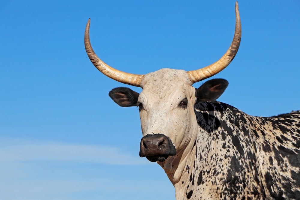 Kuh Hörner oder Trinkhorn – Ein Füllhorn guten Geschmacks