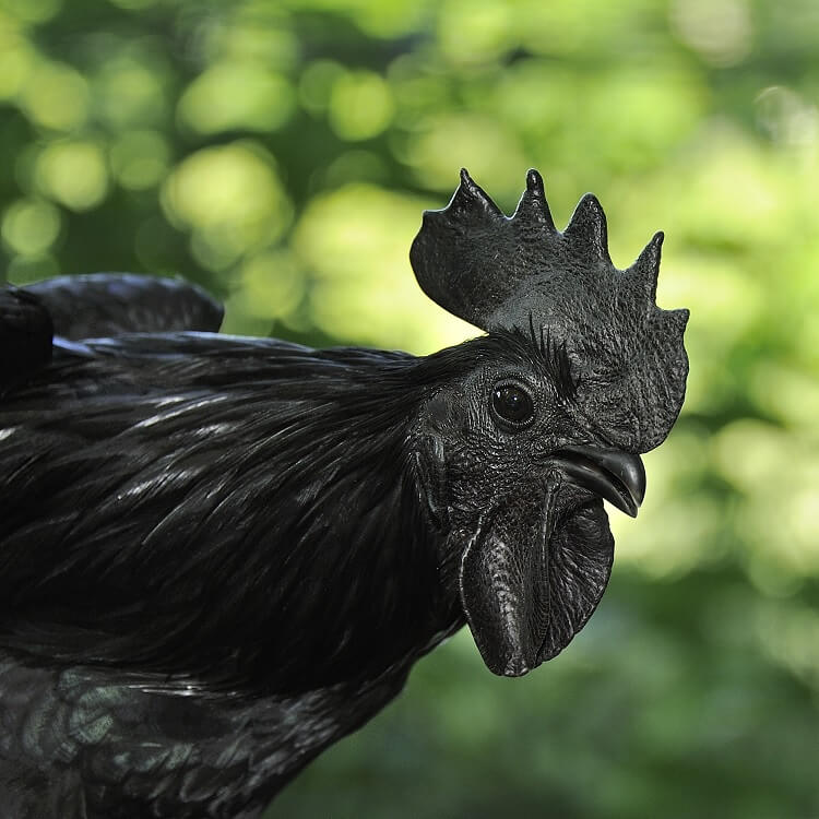Warum ist das Ayam Cemani Huhn komplett schwarz? – Lia