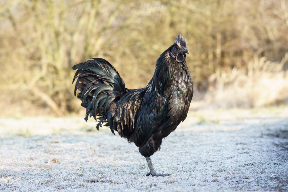 Warum ist das Ayam Cemani Huhn komplett schwarz? – Lia